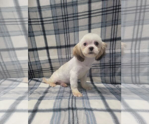 Medium Photo #2 Shih Tzu Puppy For Sale in Lincolnwood, IL, USA