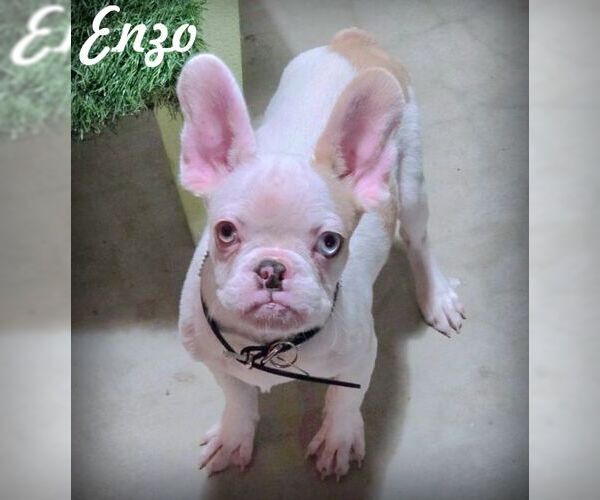 Medium Photo #1 Faux Frenchbo Bulldog Puppy For Sale in Tustin, CA, USA