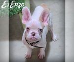 Small Faux Frenchbo Bulldog