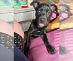 Small #1 Mastador
