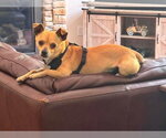Small #1 Chihuahua