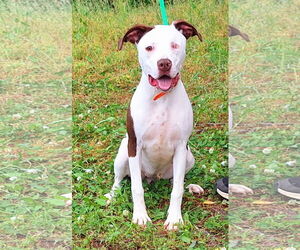 American Pit Bull Terrier-Unknown Mix Dogs for adoption in Wetumpka, AL, USA