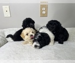 Small #1 Maltipoo