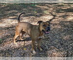 Small Photo #3 American Staffordshire Terrier-Boxer Mix Puppy For Sale in Albemarle, NC, USA