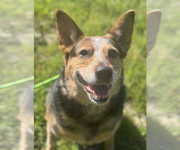 Medium Photo #3 Mutt Puppy For Sale in Salinas, CA, USA