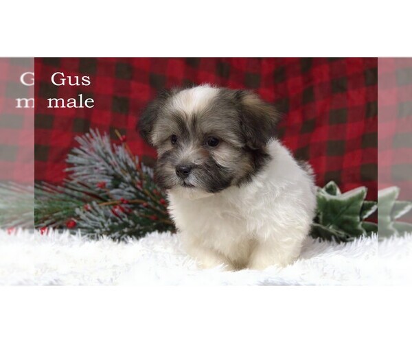 Medium Photo #14 Havanese Puppy For Sale in CLARE, MI, USA
