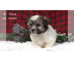 Small #13 Havanese