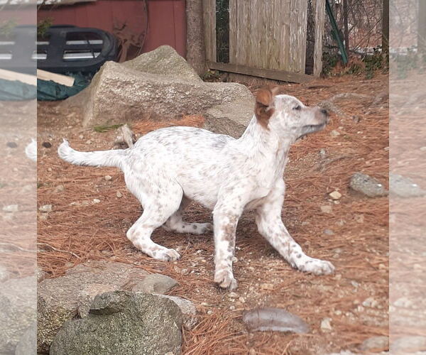 Medium Photo #6 Mutt Puppy For Sale in Garden City, NY, USA