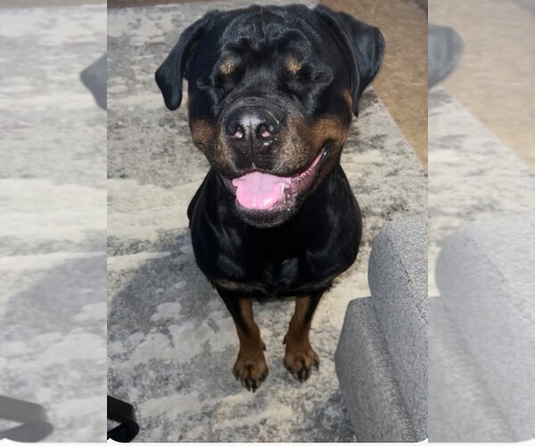 Medium Photo #7 Rottweiler Puppy For Sale in Gilbert, AZ, USA