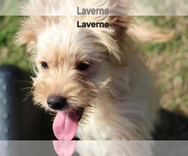 Medium Photo #2 Poocan Puppy For Sale in Aurora, IN, USA