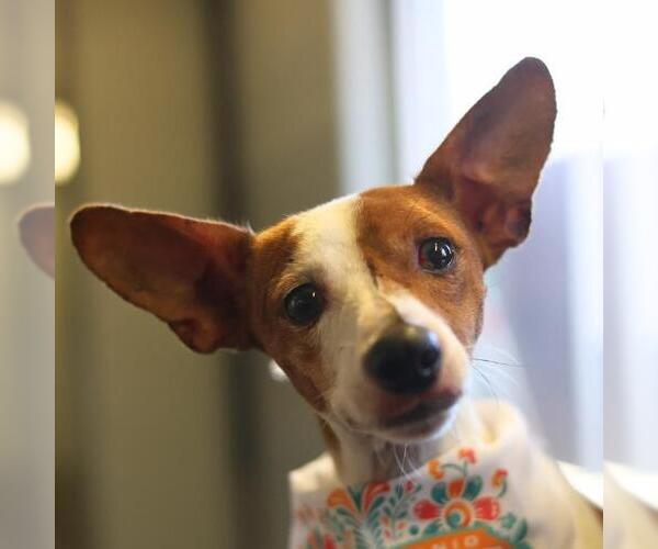 Medium Photo #1 Rat Terrier-Unknown Mix Puppy For Sale in San Antonio, TX, USA