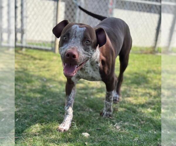Medium Photo #1 German Shorthaired Pointer-Staffordshire Bull Terrier Mix Puppy For Sale in Texas City, TX, USA