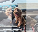 Small Photo #1 Goldendoodle (Miniature) Puppy For Sale in FORT WORTH, TX, USA