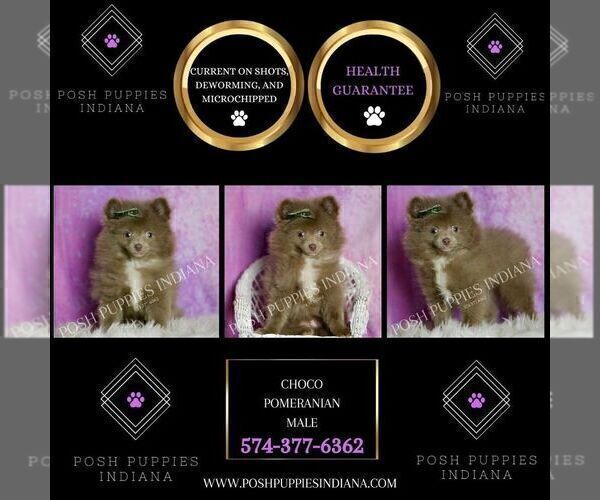 Medium Photo #6 Pomeranian Puppy For Sale in WARSAW, IN, USA