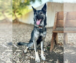 German Shepherd Dog Dogs for adoption in San Diego, CA, USA