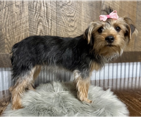 Medium Photo #2 Yorkshire Terrier Puppy For Sale in NAPPANEE, IN, USA