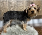 Small #1 Yorkshire Terrier