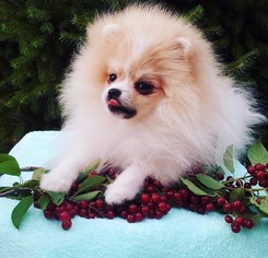 Pomeranian Puppy for sale in MELROSE, MA, USA
