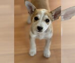 Small #1 Rat Terrier Mix