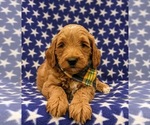 Small Photo #4 Goldendoodle-Poodle (Miniature) Mix Puppy For Sale in LINCOLN UNIV, PA, USA