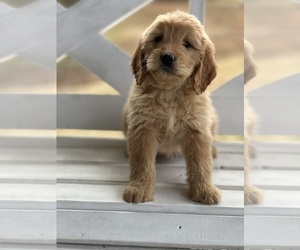 Medium Goldendoodle (Miniature)