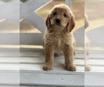Small Photo #1 Goldendoodle (Miniature) Puppy For Sale in SOUTH BOSTON, VA, USA
