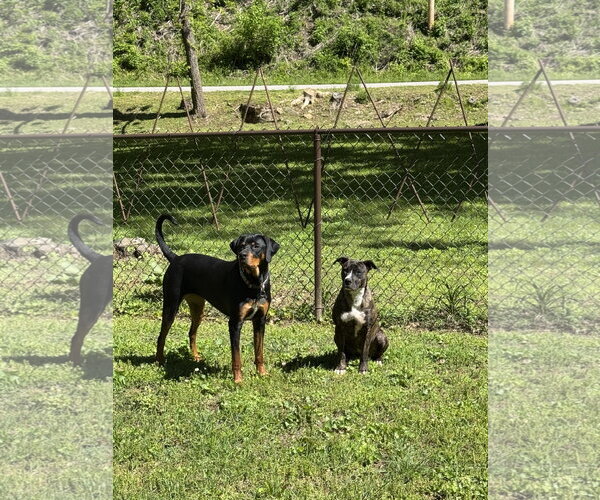 Medium Photo #4 Boxer-Unknown Mix Puppy For Sale in Holly Springs, NC, USA