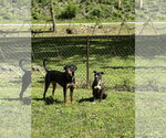 Small #3 Boxer Mix