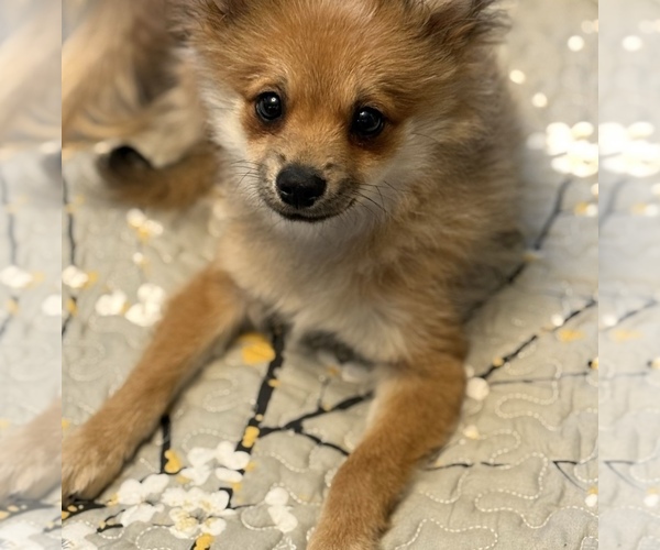 Medium Photo #1 Pomeranian Puppy For Sale in MIDLAND, MI, USA