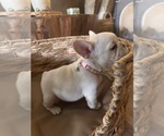 Small #1 French Bulldog