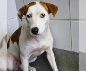 American Staffordshire Terrier-Unknown Mix Dogs for adoption in San Antonio, TX, USA