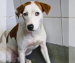 Small American Staffordshire Terrier Mix