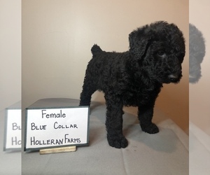 Airedoodle Puppy for sale in GEORGETOWN, KY, USA