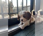 Small Photo #2 Cavalier King Charles Spaniel Puppy For Sale in ACCIDENT, MD, USA