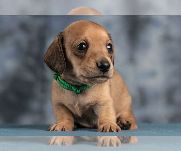 Medium Photo #38 Dachshund Puppy For Sale in CROWLEY, TX, USA