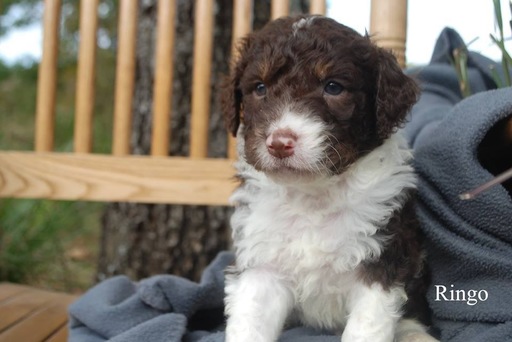 Medium Photo #1 Aussiedoodle Puppy For Sale in CATHOLIC POINT, AR, USA