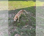Small #14 Flat Coated Retriever-Golden Retriever Mix