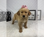 Small #2 Golden Retriever