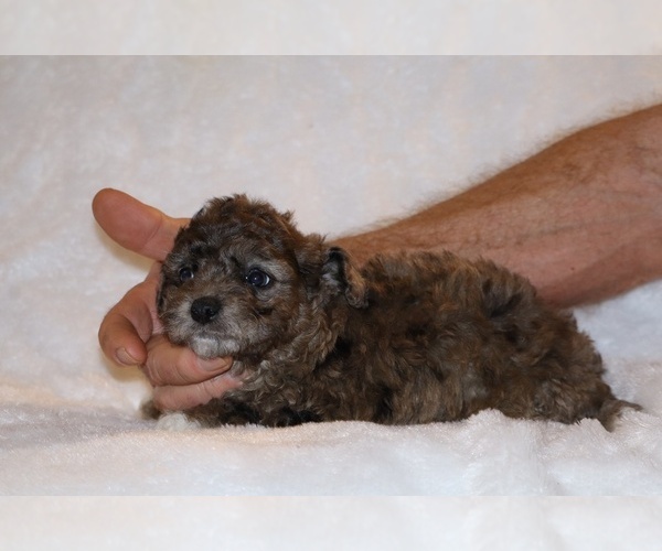 Medium Photo #11 Poodle (Toy) Puppy For Sale in DYERSBURG, TN, USA