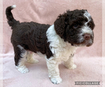 Small #2 Lagotto Romagnolo