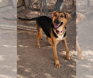 German Shepherd Dog-Unknown Mix Dogs for adoption in MIDWAY, UT, USA