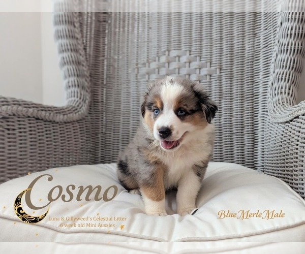 Medium Photo #1 Miniature Australian Shepherd Puppy For Sale in WINTER GARDEN, FL, USA