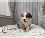 Small Photo #1 Miniature Australian Shepherd Puppy For Sale in WINTER GARDEN, FL, USA