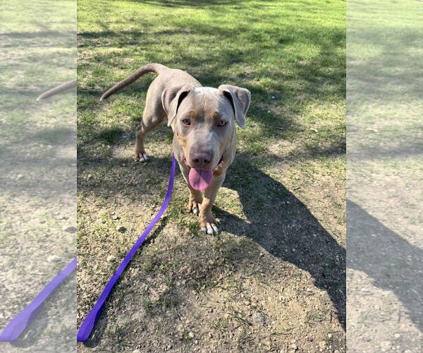 Medium Photo #7 Mutt Puppy For Sale in Euless, TX, USA