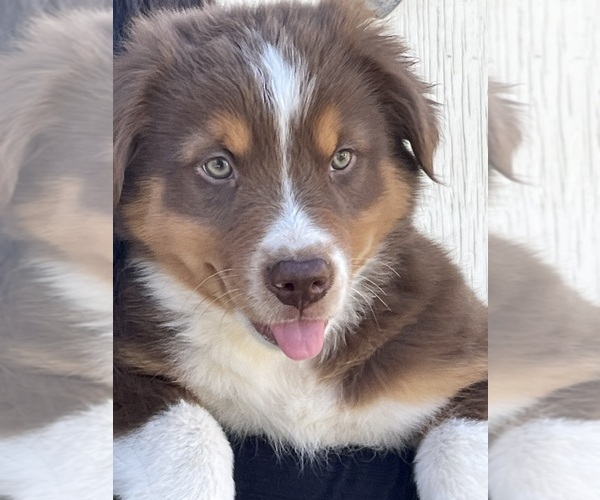 Medium Photo #7 Australian Shepherd Puppy For Sale in NORCO, CA, USA