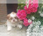 Small Photo #4 Shih Tzu Puppy For Sale in FREDERICKSBG, OH, USA