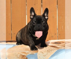 French Bulldog Puppy for sale in OJAI, CA, USA