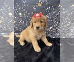 Small Photo #3 Golden Retriever Puppy For Sale in LANCASTER, PA, USA