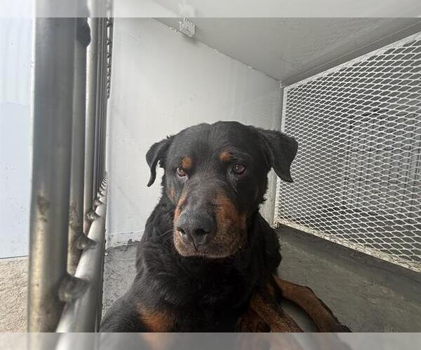 Medium Photo #1 Rottweiler Puppy For Sale in Bakersfield, CA, USA