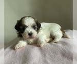 Small Photo #1 Shih Tzu Puppy For Sale in HOLIDAY, FL, USA